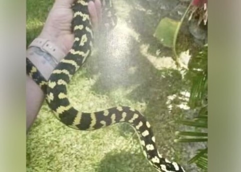 Избягал е домашен питон в столичния квартал Яворов Змията не